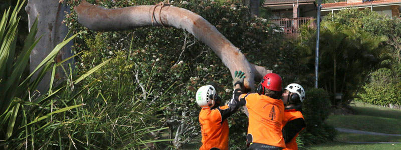 emergency tree removal northern beaches