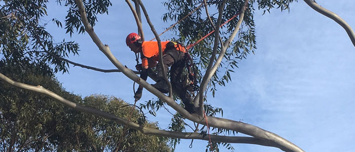 emergency tree trimming northern beaches