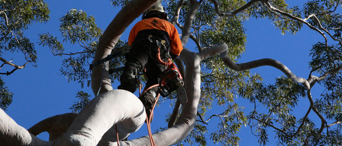 manly tree loppers northern beaches