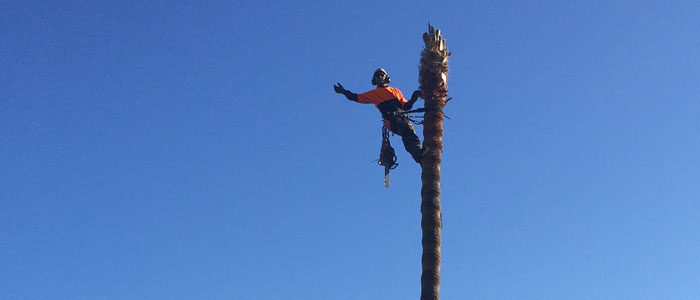 manly tree lopping