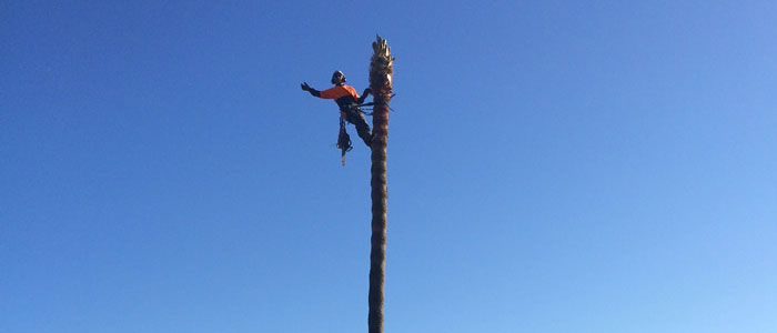 northern beaches palm tree lopping services