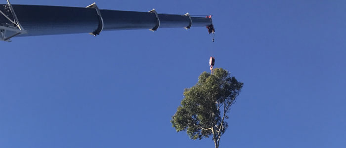 northern beaches tree removals