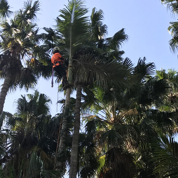 palm tree removal near me