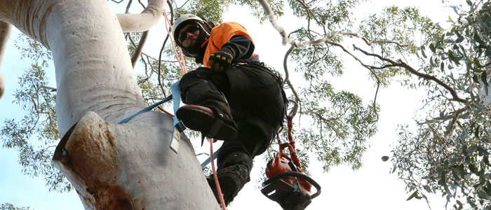 tree lopping avalon