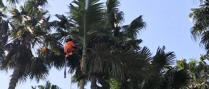 tree pruning northern beaches